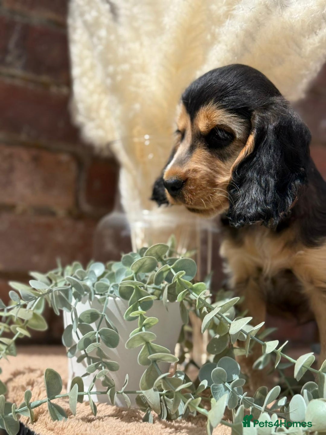 Cocker Spaniel dogs for sale: Show cocker spaniel in Bradford - Image 15