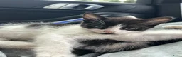 Domestic Shorthair cats for sale: 🐾Fluffy black and white kittens🐾 - Advert 27