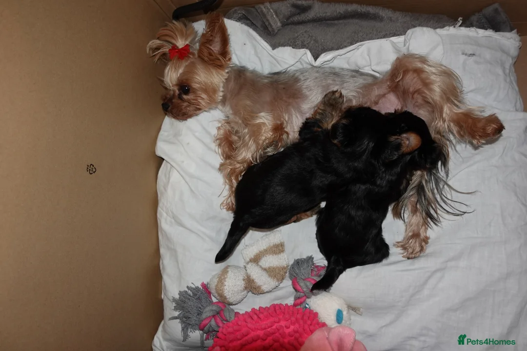 Yorkshire Terrier dogs for sale: 1 Beautiful Pure Breed Yorkshire Terrier female - Advert 2