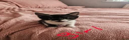 Mixed Breed cats for sale: Gorgeous kittens looking for their forever home - Advert 6