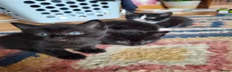 Mixed Breed cats for sale: Black kittens  - Advert 11