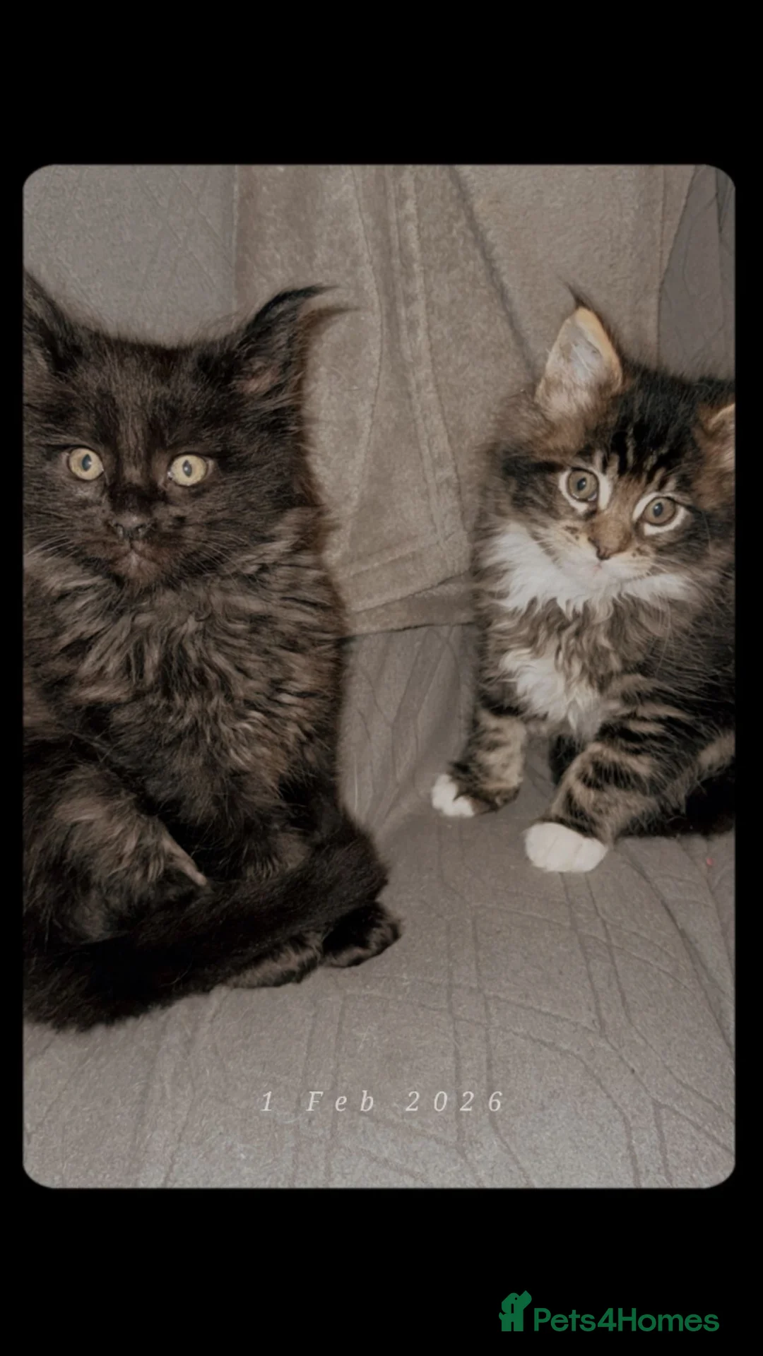 Maine Coon cats for sale: Maine coon kittens for sale ready now - Advert 3