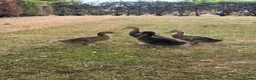 Ducks poultry for sale:     ❤️ Four Beautiful Hand-Reared Ducklings  in Stowmarket - Advert 1
