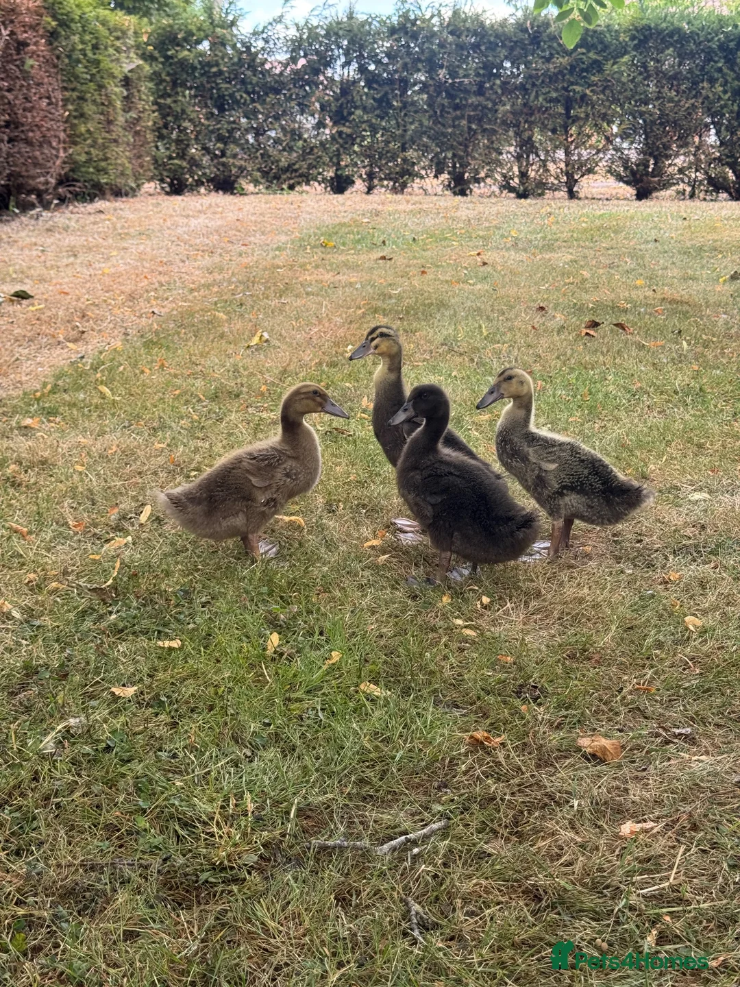 Ducks poultry for sale:     ❤️ Four Beautiful Hand-Reared Ducklings  in Stowmarket - Advert 1