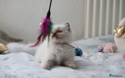 Ragdoll cats for sale: Active TICA princesses 👑❤️🩷💜 - Image 17
