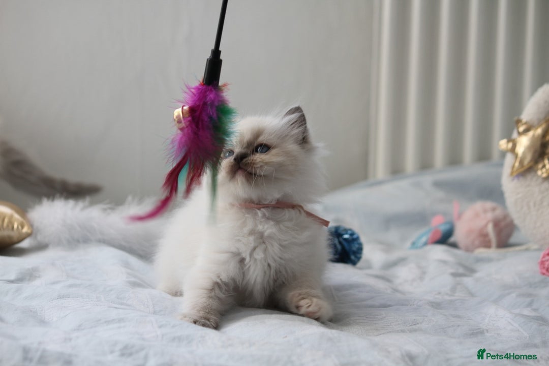 Ragdoll cats for sale: Active TICA princesses 👑❤️🩷💜 - Image 17