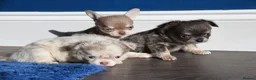 Chihuahua dogs for sale: Two Chihuahua Puppies - Advert 6