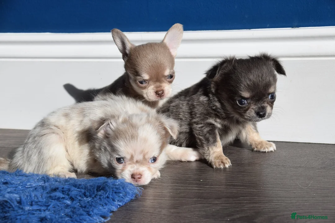 Chihuahua dogs for sale: Two Chihuahua Puppies - Advert 6