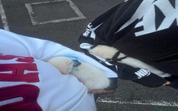 Ferret rodents for sale: Ferrets for sale 2 albino - Image 3