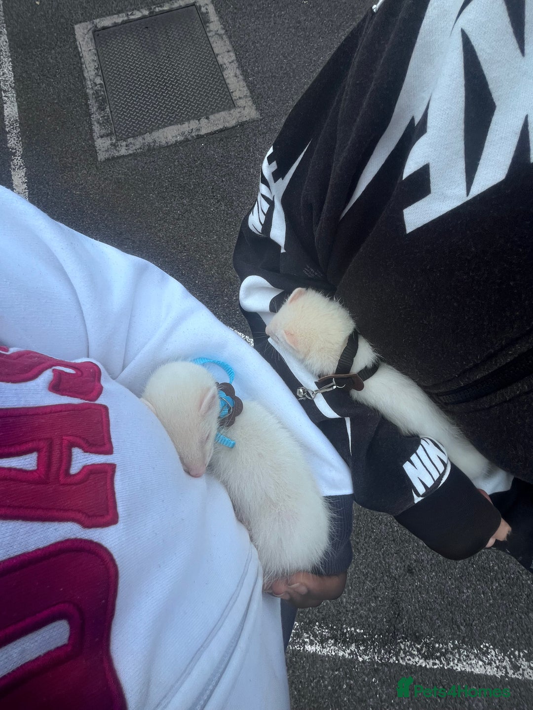 Ferret rodents for sale: Ferrets for sale 2 albino - Image 3
