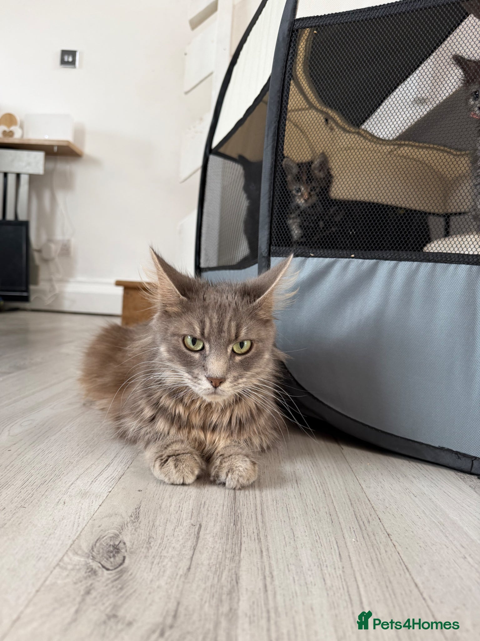 Maine Coon cats Mainecoon kittens  - Advert 3