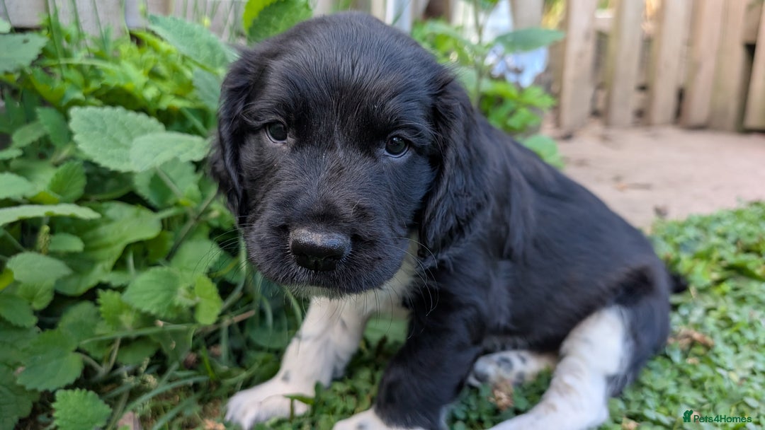 English Springer Spaniel dogs for sale: Lovely chunky B&W springer spaniel dog pups - Image 3