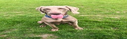 Weimaraner dogs for stud: For stud Ernie  in Oxford - Advert 5