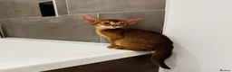 Abyssinian cats for sale: Last Girl 🎀 Ready to Go! - Advert 13