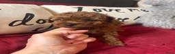 Toy Poodle dogs for sale: Female Red Toy Poodle DNA tested Parents  - Advert 2