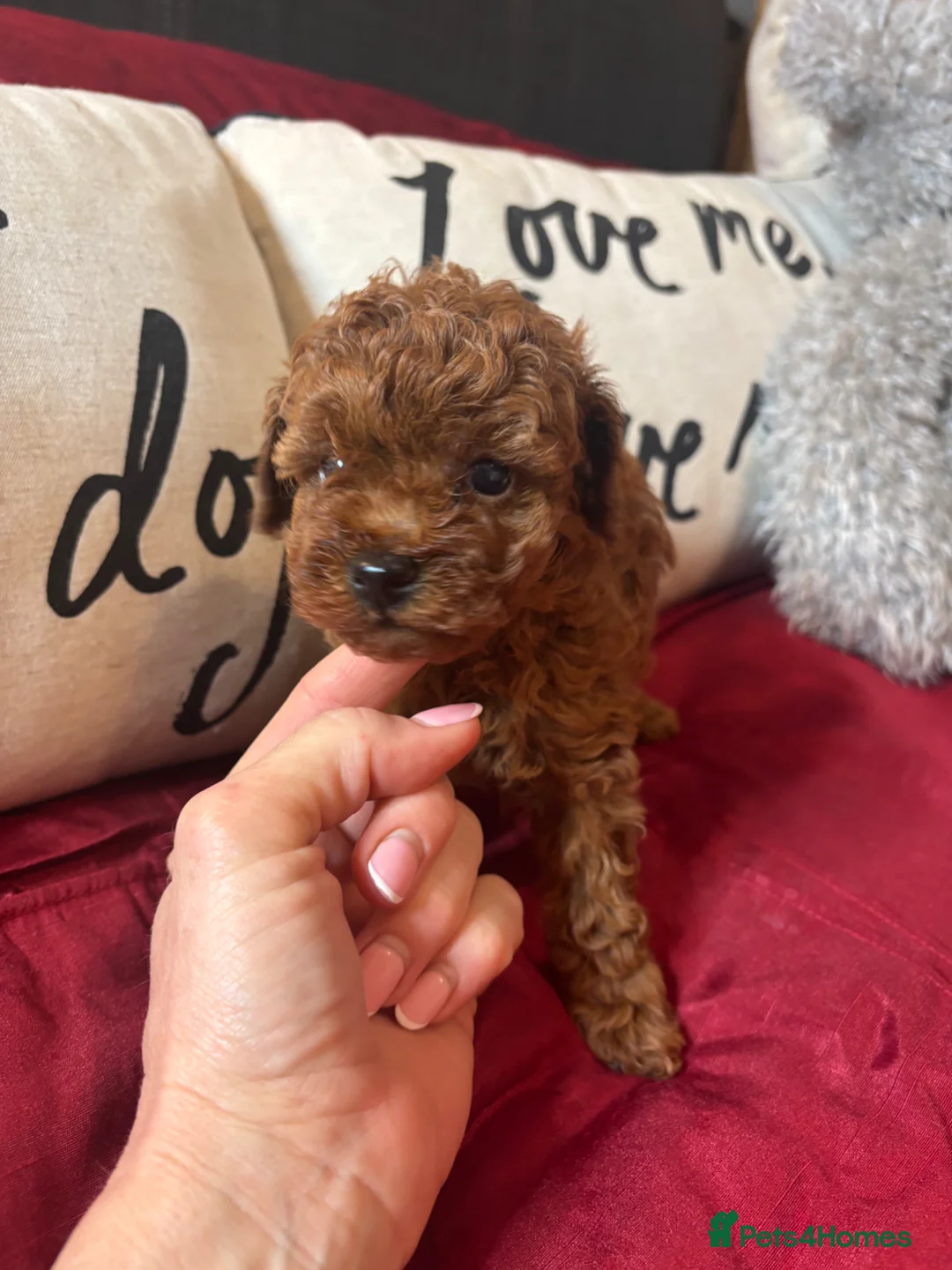 Toy Poodle dogs for sale: Female Red Toy Poodle DNA tested Parents  - Advert 2