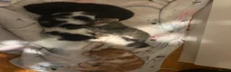 Domestic Shorthair cats for sale: Kittens for sale  - Advert 20