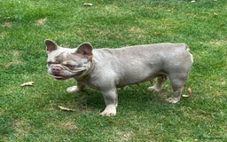 French Bulldog dogs for sale: Lovely French Bulldog girl ready for her new home - Image 2