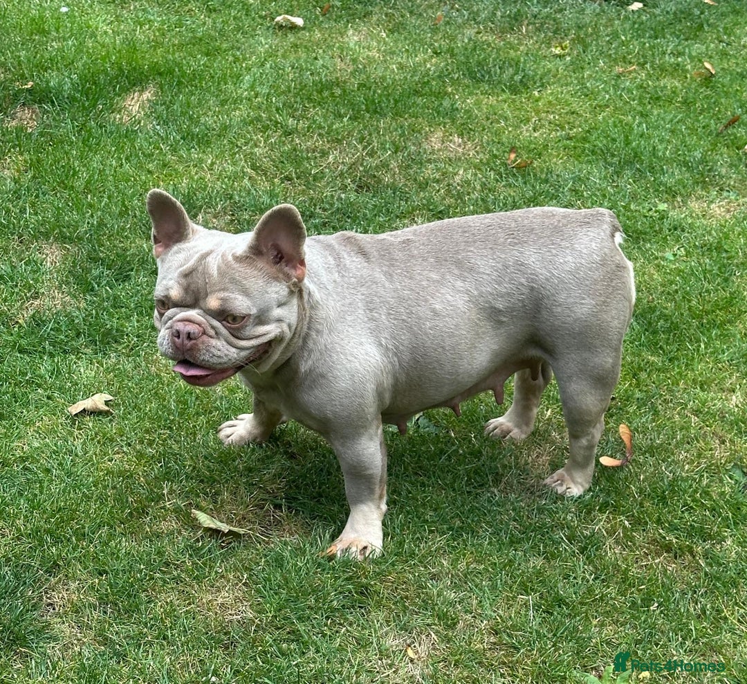 French Bulldog dogs for sale: Lovely French Bulldog girl ready for her new home - Image 2