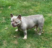 French Bulldog dogs - Advert 7