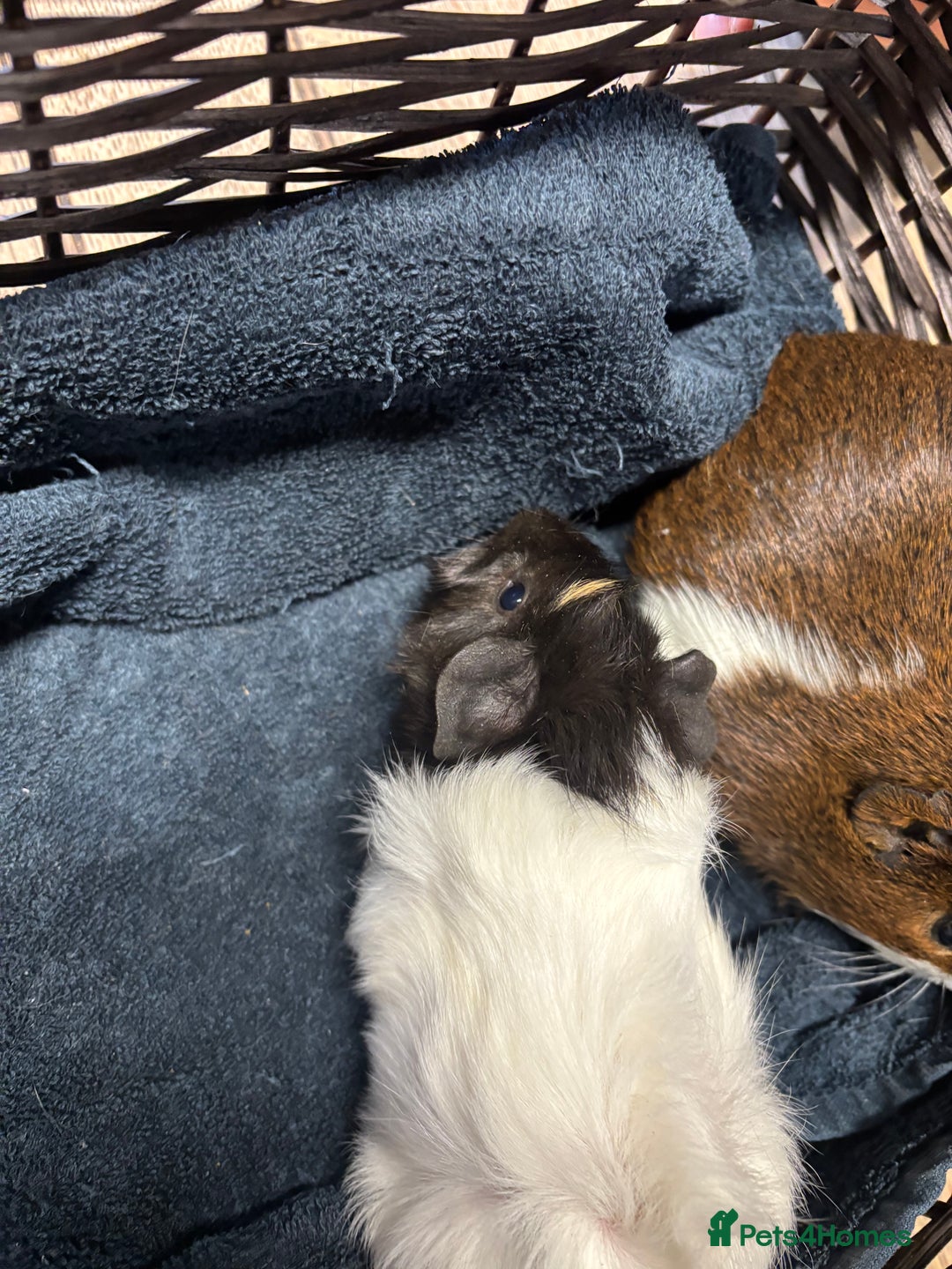 Guinea Pig rodents for sale: Beautiful baby guinea pigs  - Advert 5