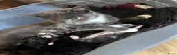 Mixed Breed cats for sale: 5 kittens looking for homes in Thirsk - Advert 14
