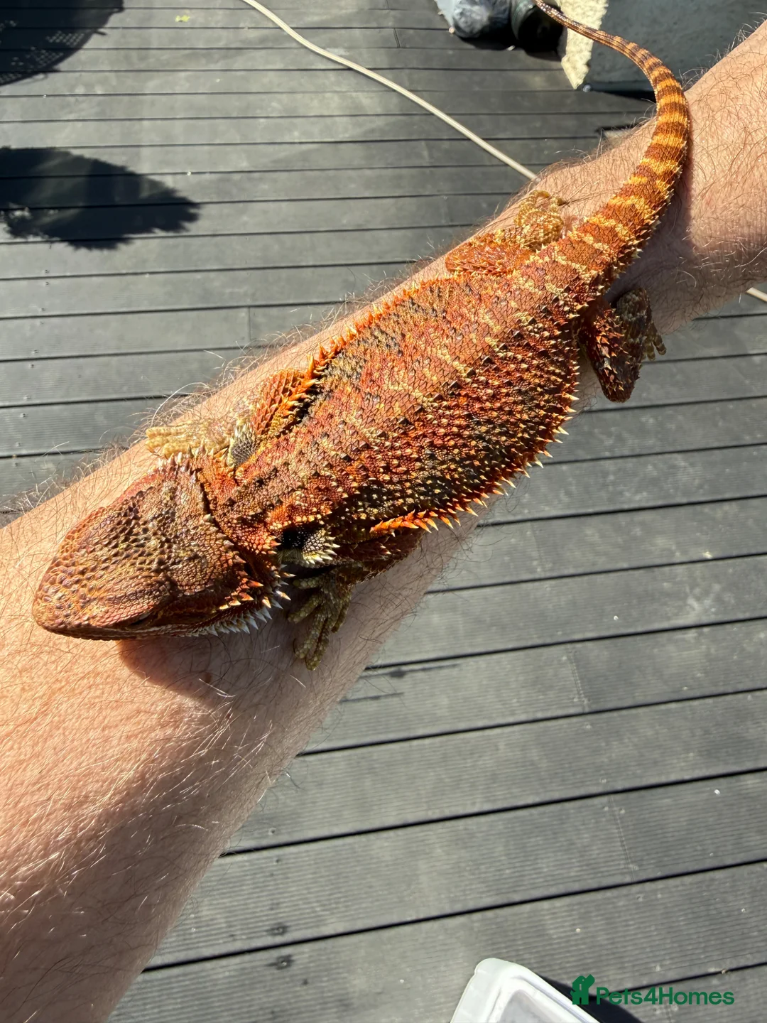 Bearded Dragon reptiles for sale: Bearded Dragon juvenile Male - Advert 2