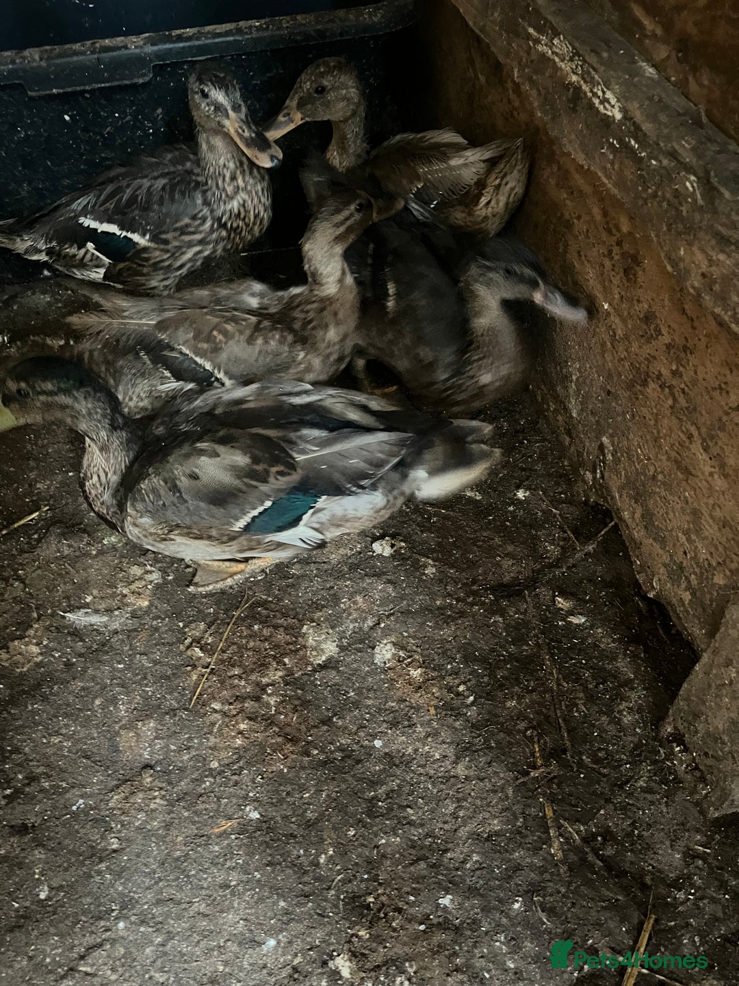 Ducks poultry for sale: 5 Mallard Ducks - Image 3