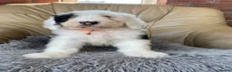 Old English Sheepdog dogs for sale: Two girls available  - Advert 8