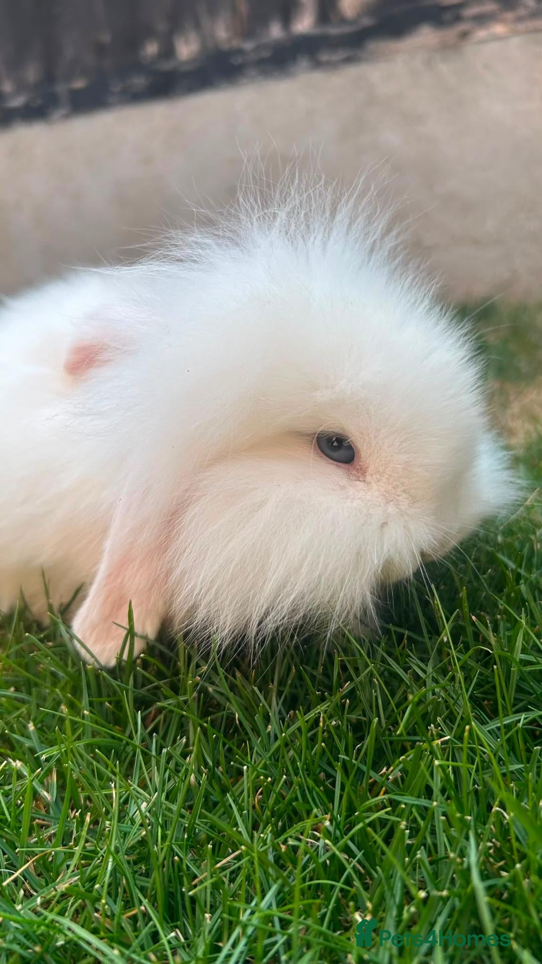 Mini Lion Lop rabbits for sale: Lop/ lion head baby bunnys  - Advert 2