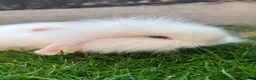 Mini Lion Lop rabbits for sale: Lop/ lion head baby bunnys  - Advert 1