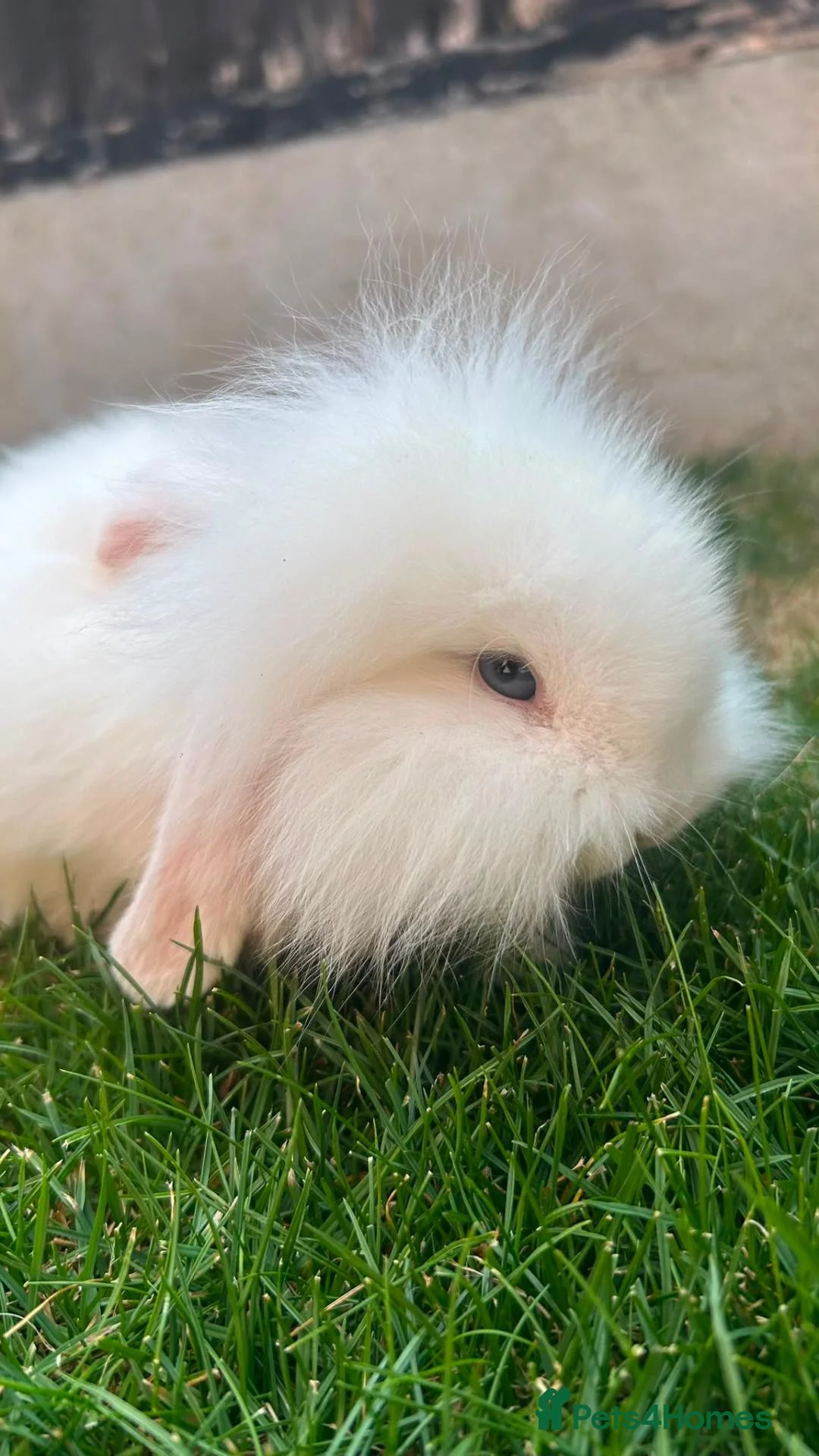 Mini Lion Lop rabbits for sale: Lop/ lion head baby bunnys  - Advert 1