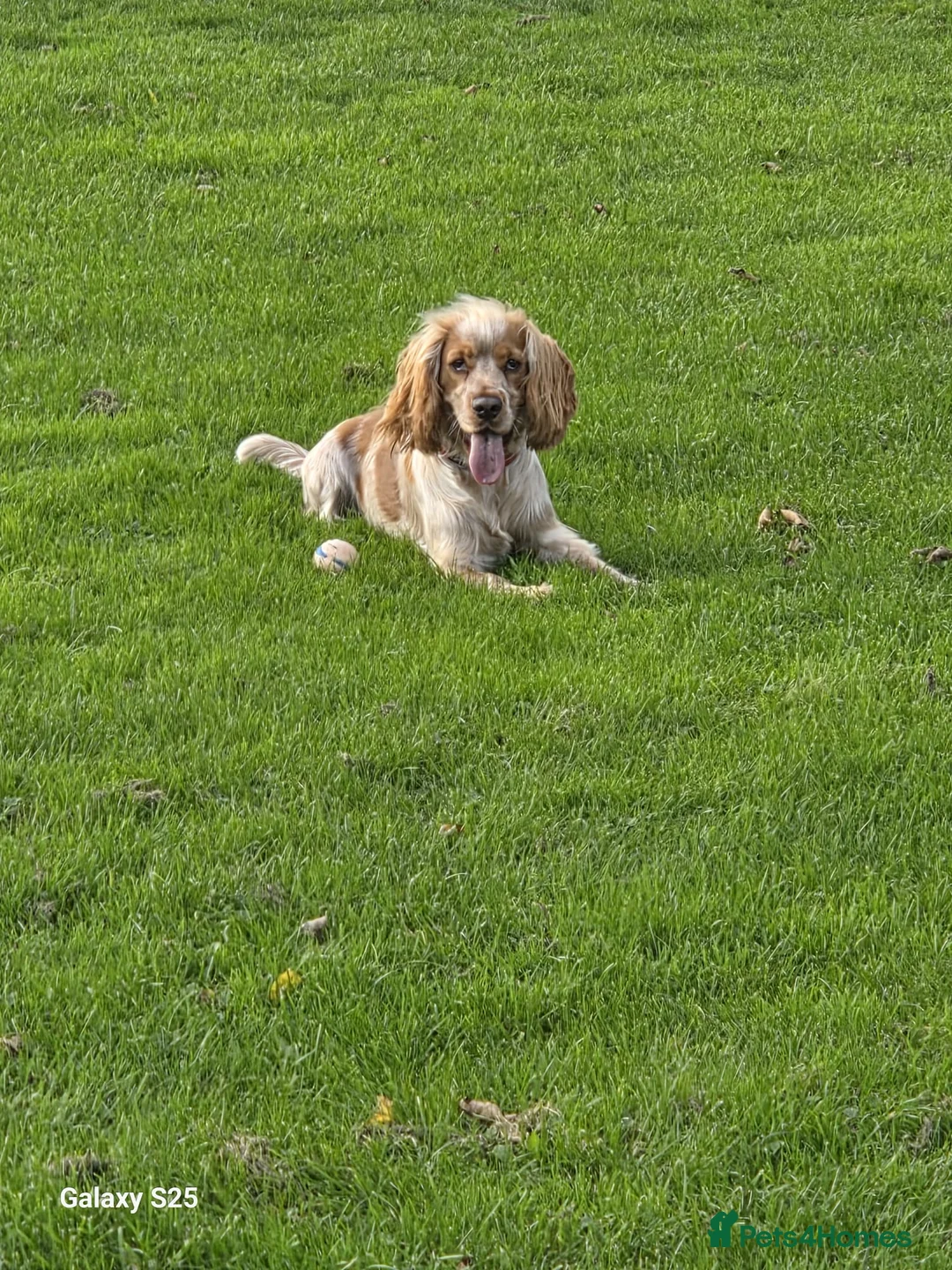 Cocker Spaniel dogs for stud: Stud dog  - Advert 1