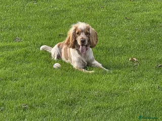 Cocker Spaniel dogs Stud dog - Advert 2