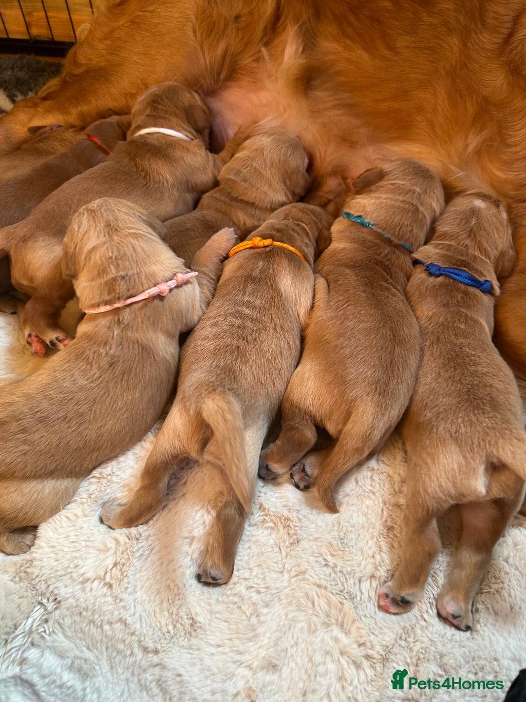 Golden Retriever dogs for sale: Lovely Litter 🐶 KC registered🐶health tested  - Advert 6