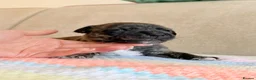 Staffordshire Bull Terrier dogs for sale: Gorgeous staffordshire bull terrier puppies - Advert 16