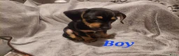 Chiweenie dogs for sale: Chiweenie puppies for sale in Bristol - Advert 5