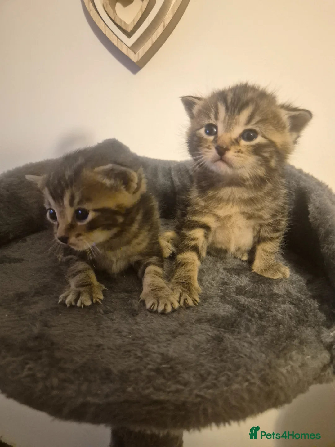 Mixed Breed cats for sale: Gorgeous bengla cross kittens  - Advert 2