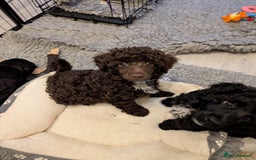 Miniature Poodle dogs for sale: Beautiful KC registered miniature poodles  - Image 17
