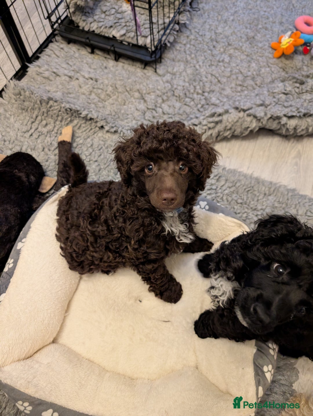 Miniature Poodle dogs for sale: Beautiful KC registered miniature poodles  - Image 17
