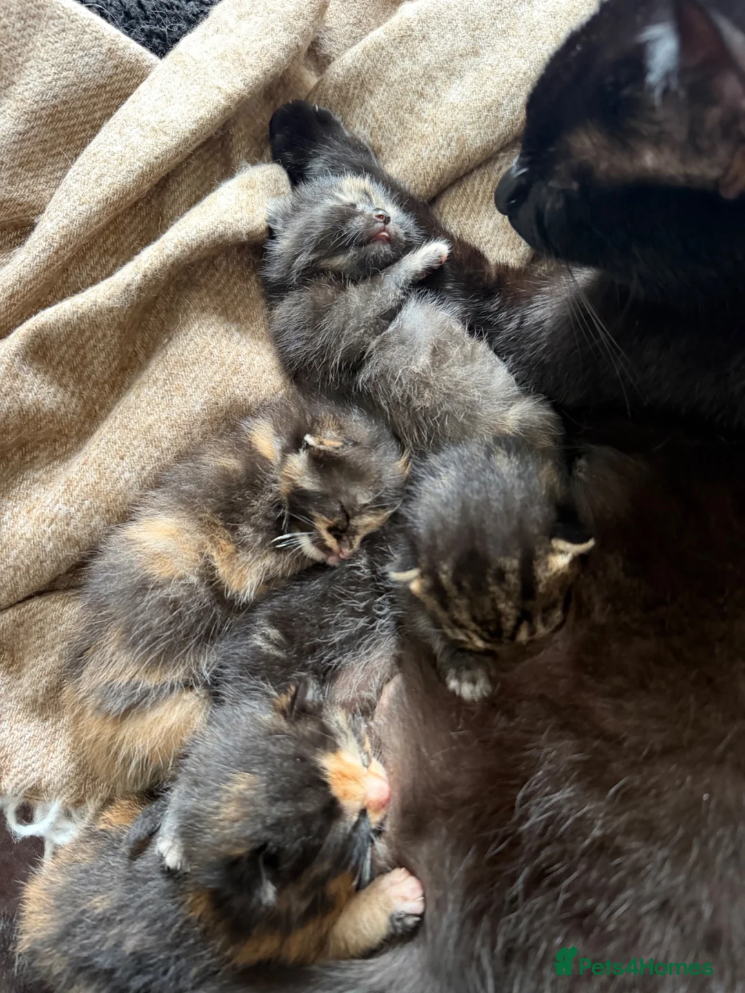 Mixed Breed cats for sale: Maincoone/ British short hair mix  - Advert 1