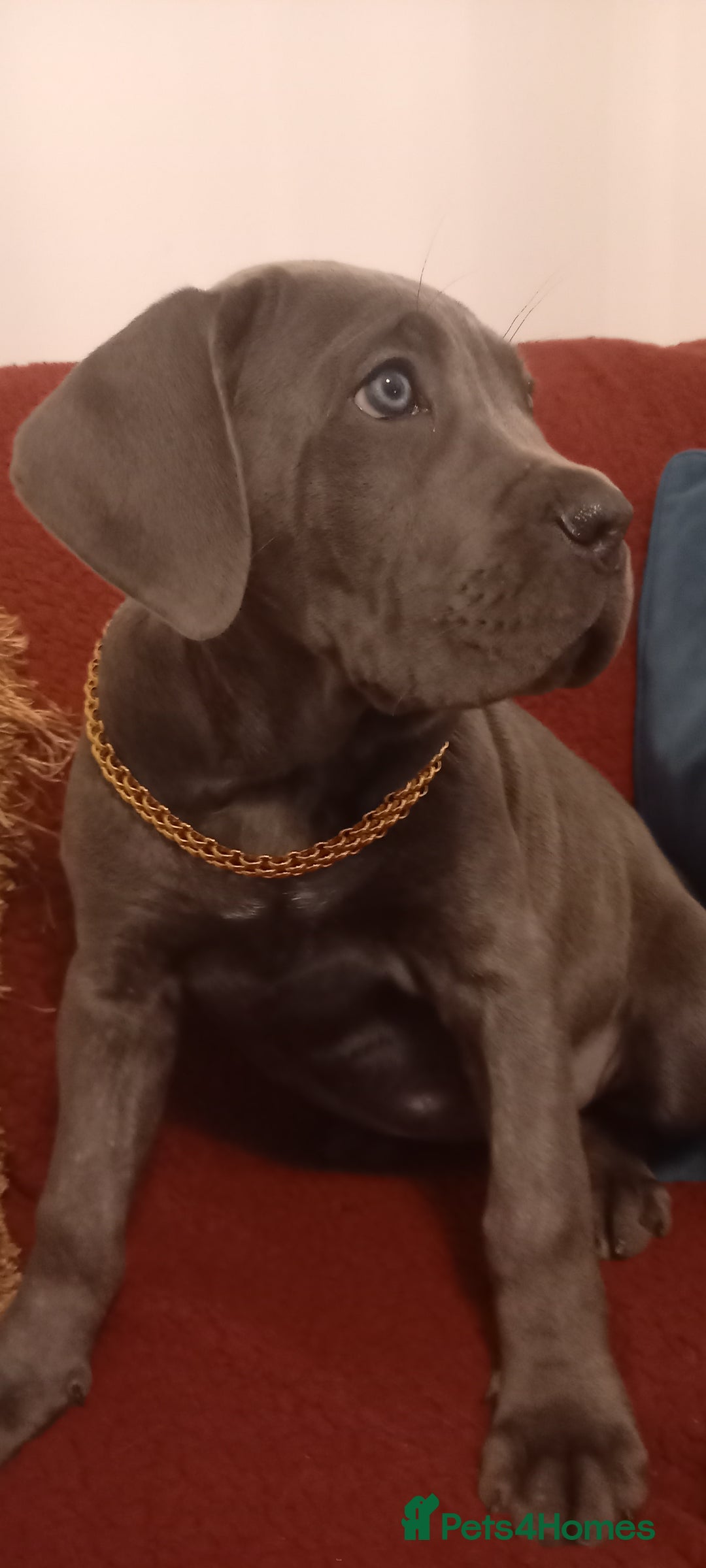 Cane Corso dogs for sale: ANNOUNCEMENT ONLY UK LITTER DEL DYRIUM LINES  🖤  - Advert 32