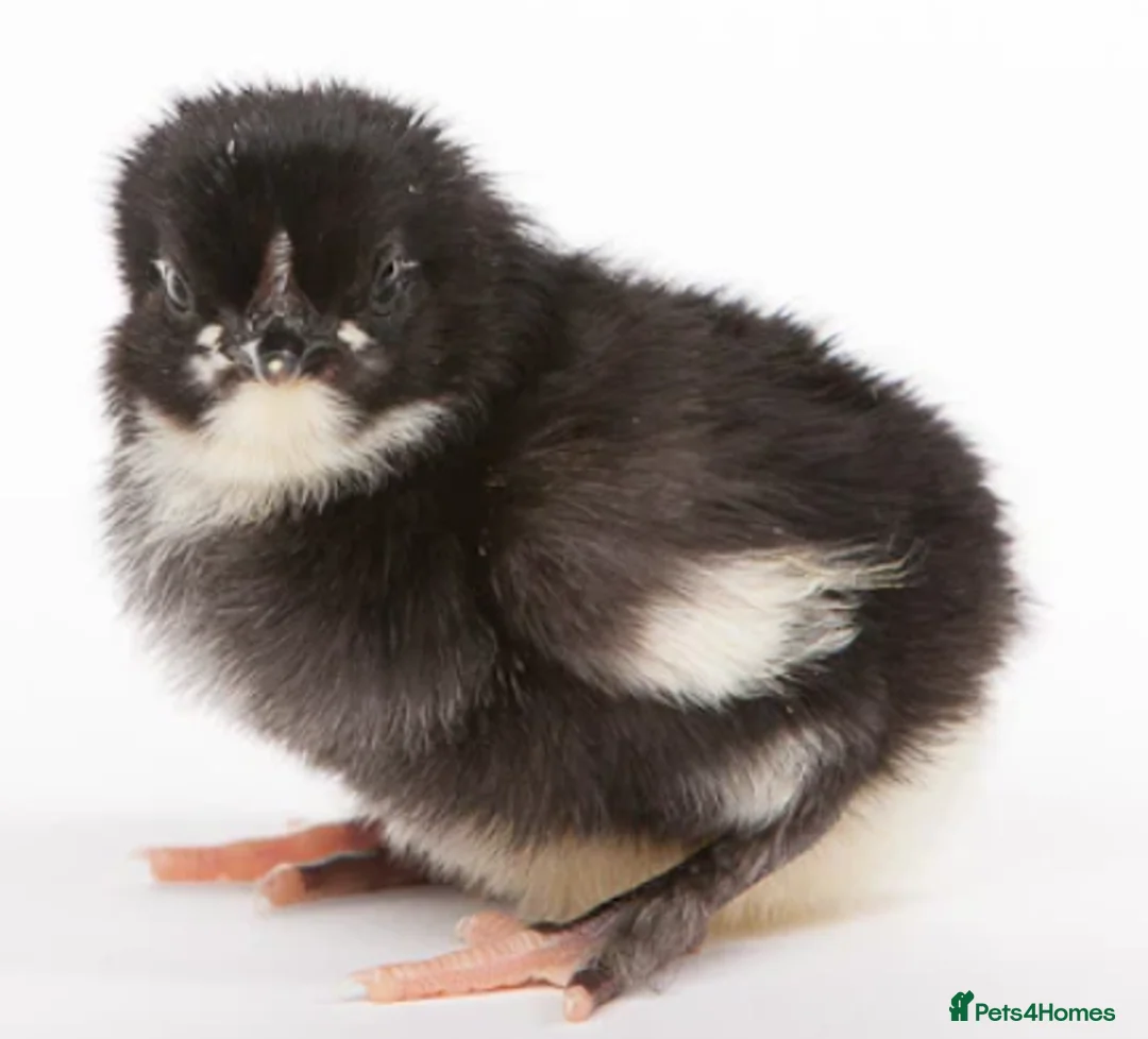 Chickens poultry for sale: Day-Old Copper Black Marans for Sale in Cardiff - Advert 2