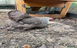Chickens poultry for sale: Pekin bantam chickens  - Image 5