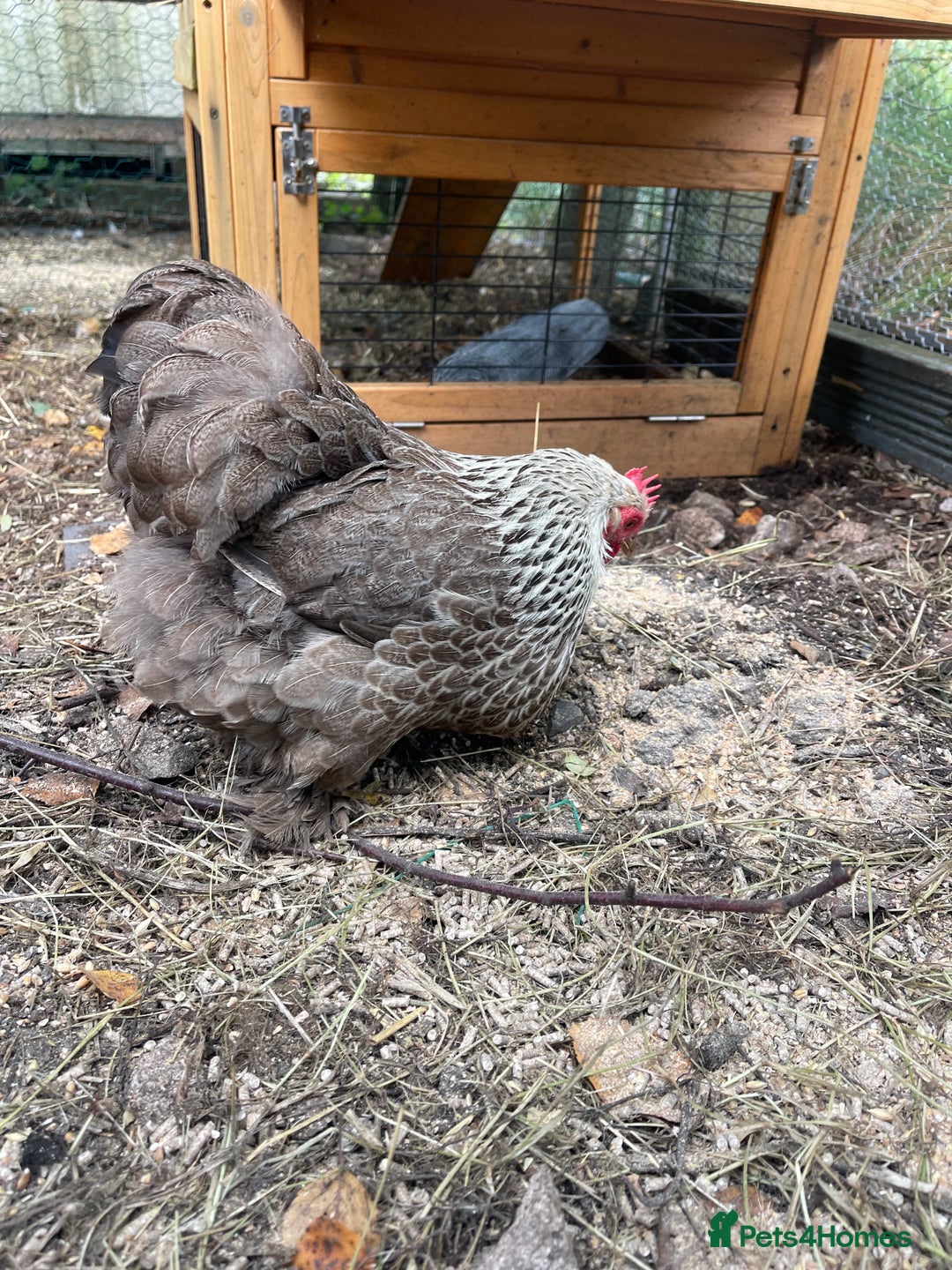 Chickens poultry for sale: Pekin bantam chickens  - Image 5