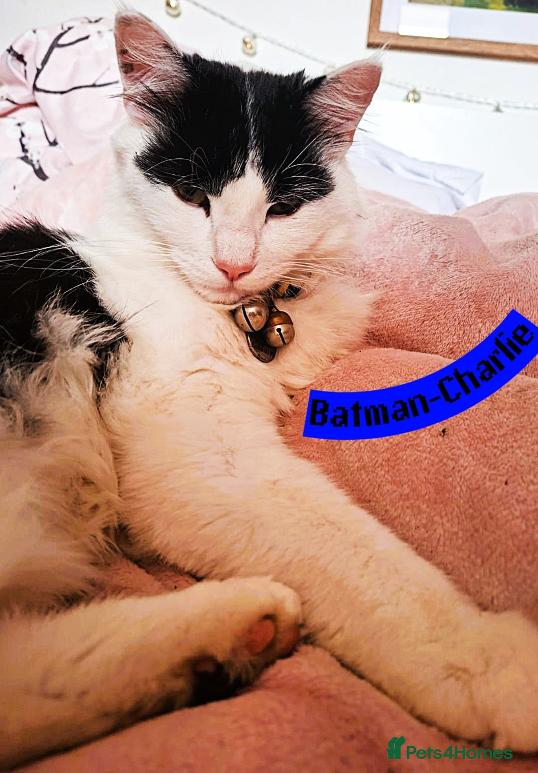 Mixed Breed cats for sale: Free to a Loving Home 2 Cats& 1 Kitten-Swansea - Advert 7