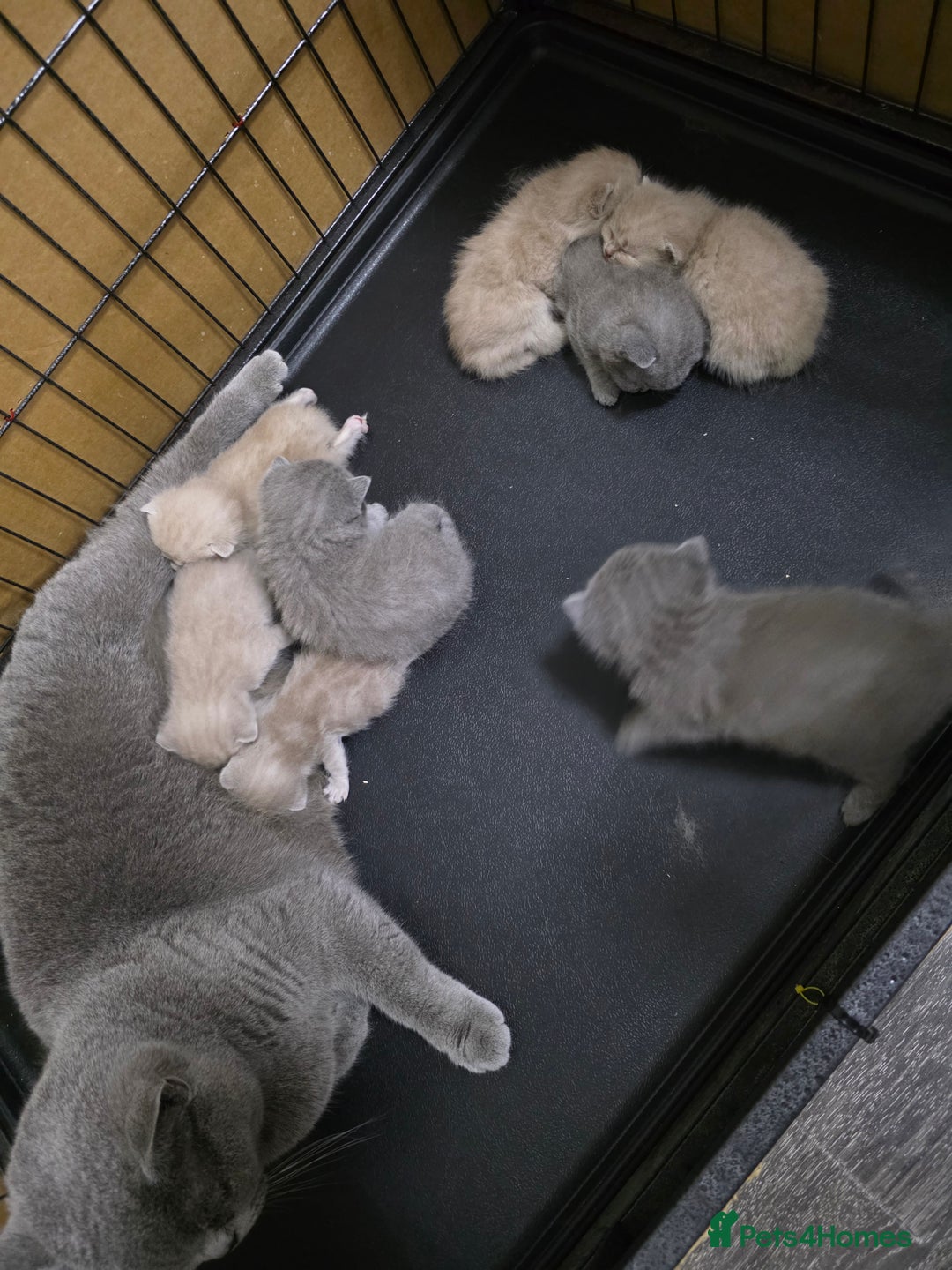 British Shorthair cats for sale: Beautiful British shorthair kittens - Image 28