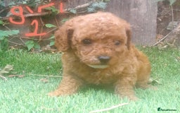 Cavapoo dogs for sale: Cavapoos pups amazing coulers  - Image 12