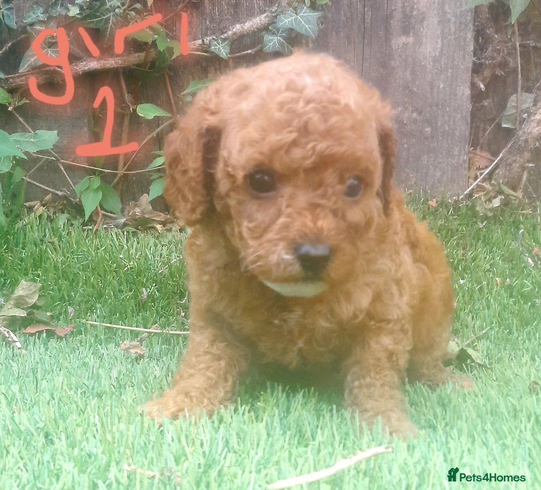 Cavapoo dogs for sale: Cavapoos pups amazing coulers  - Image 12