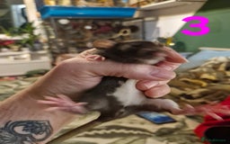 Rat rodents for sale: 9 beautiful girls - Image 11